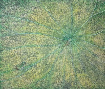 Lotus — Frog