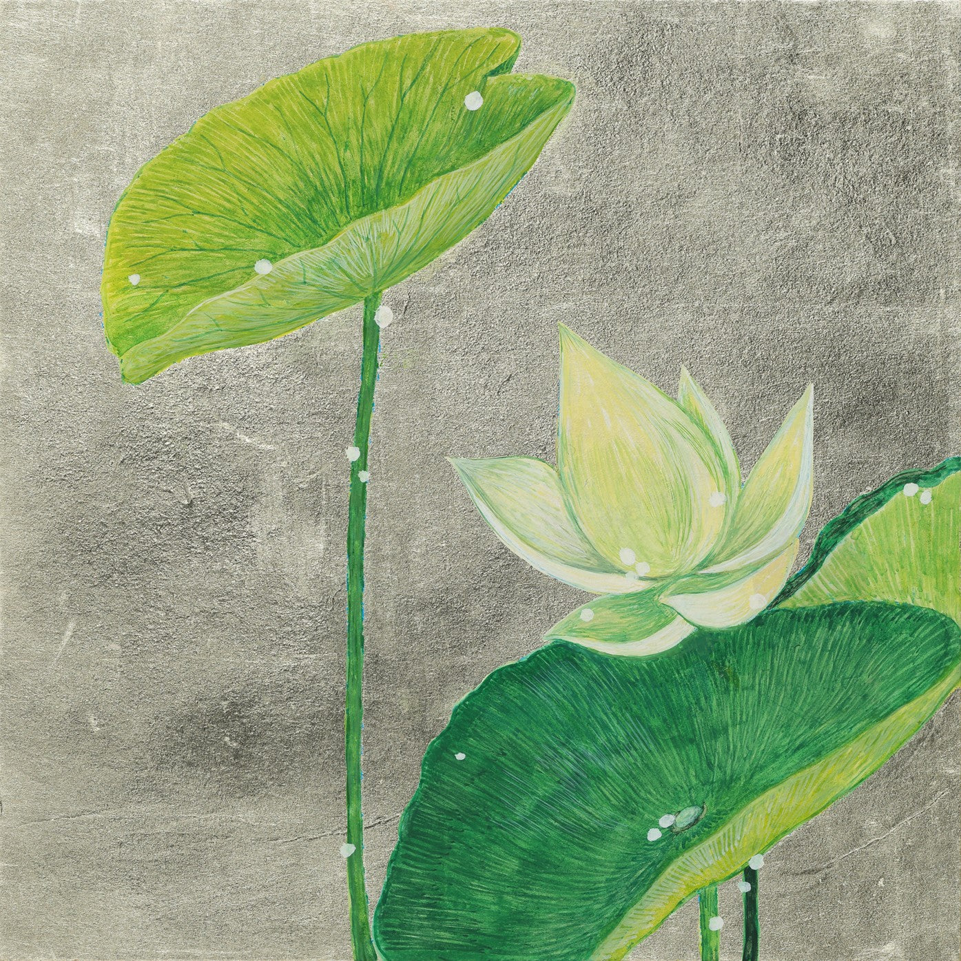 Lotus — Quiet Light